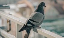 «Травят и вывозят тысячами на тележках»: в Днепре уничтожают голубей