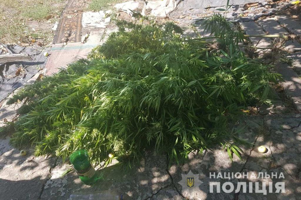 «Цветет и пахнет»: под Днепром мужчина выращивал плантацию конопли. Новости Днепра