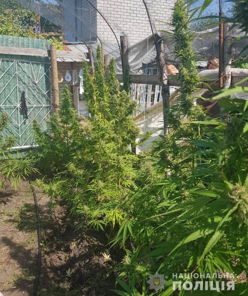выращивал марихуану на даче