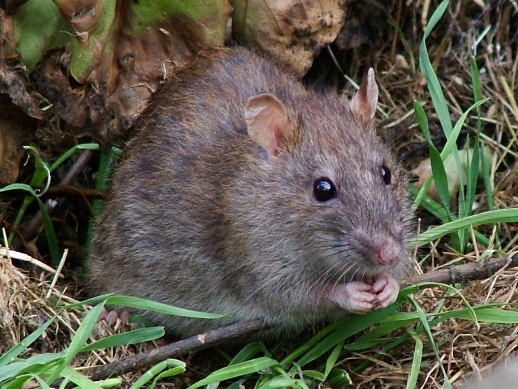 В Днепре настоящее нашествие крыс: чем это опасно. Новости Днепра