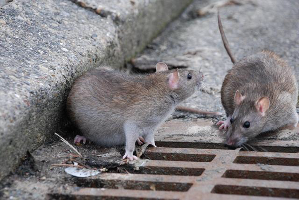 «Это уже их город»: жители утверждают, что крысы захватили Днепр. Новости Днепра