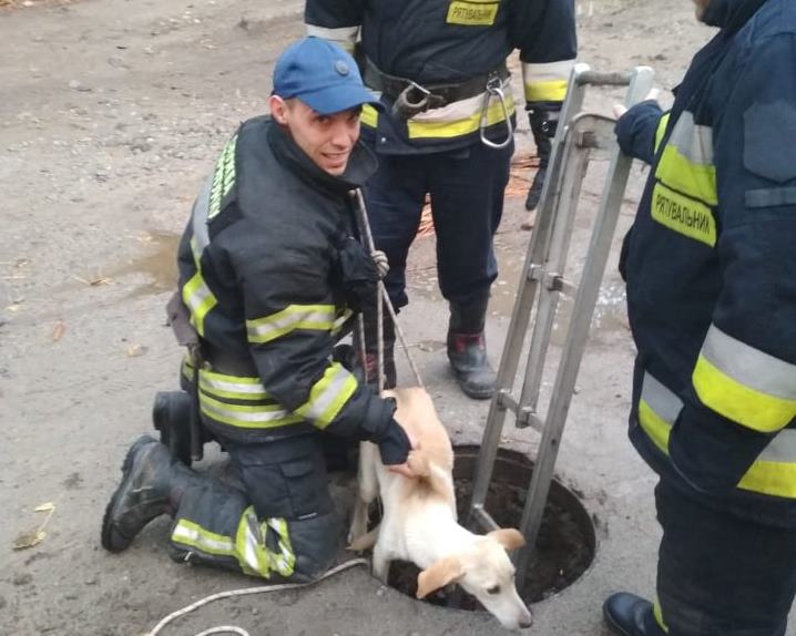 Жалобный лай о помощи: в Днепре спасали пса из канализации. Новости Днепра