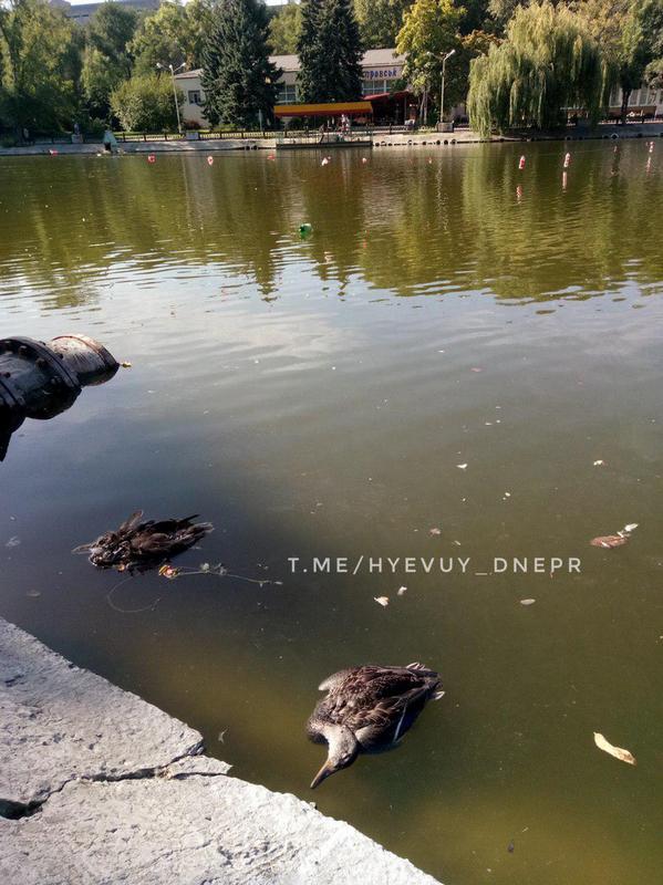 Множество мертвых уток в парке Глобы: кто «убивает» уток. Новости Днепра