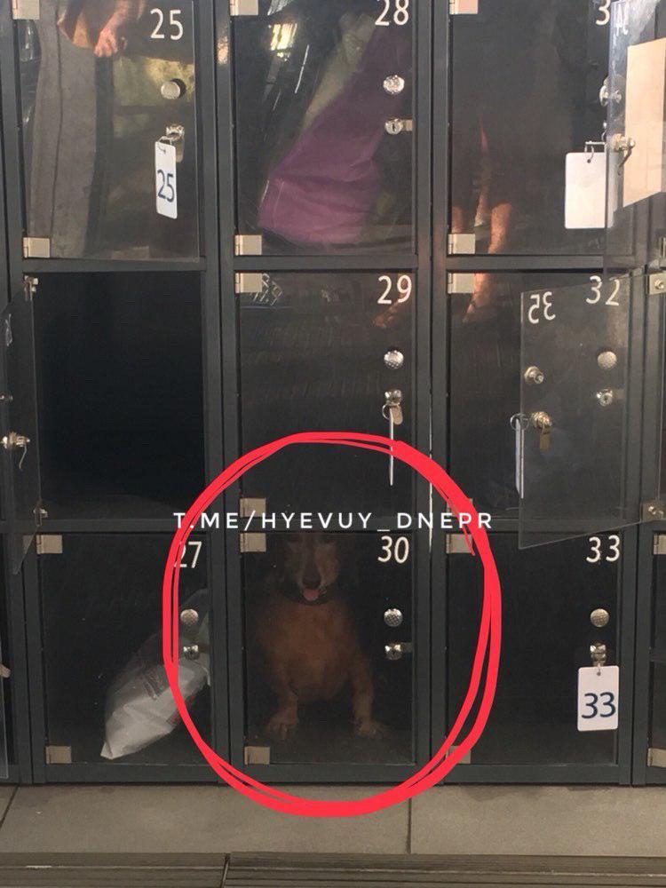Живое существо не ценнее сумки: хозяин закрыл своего пса в камере хранения «АТБ». Новости Днепра
