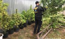 «Оружие и плантация конопли»: задержан крупный наркодилер