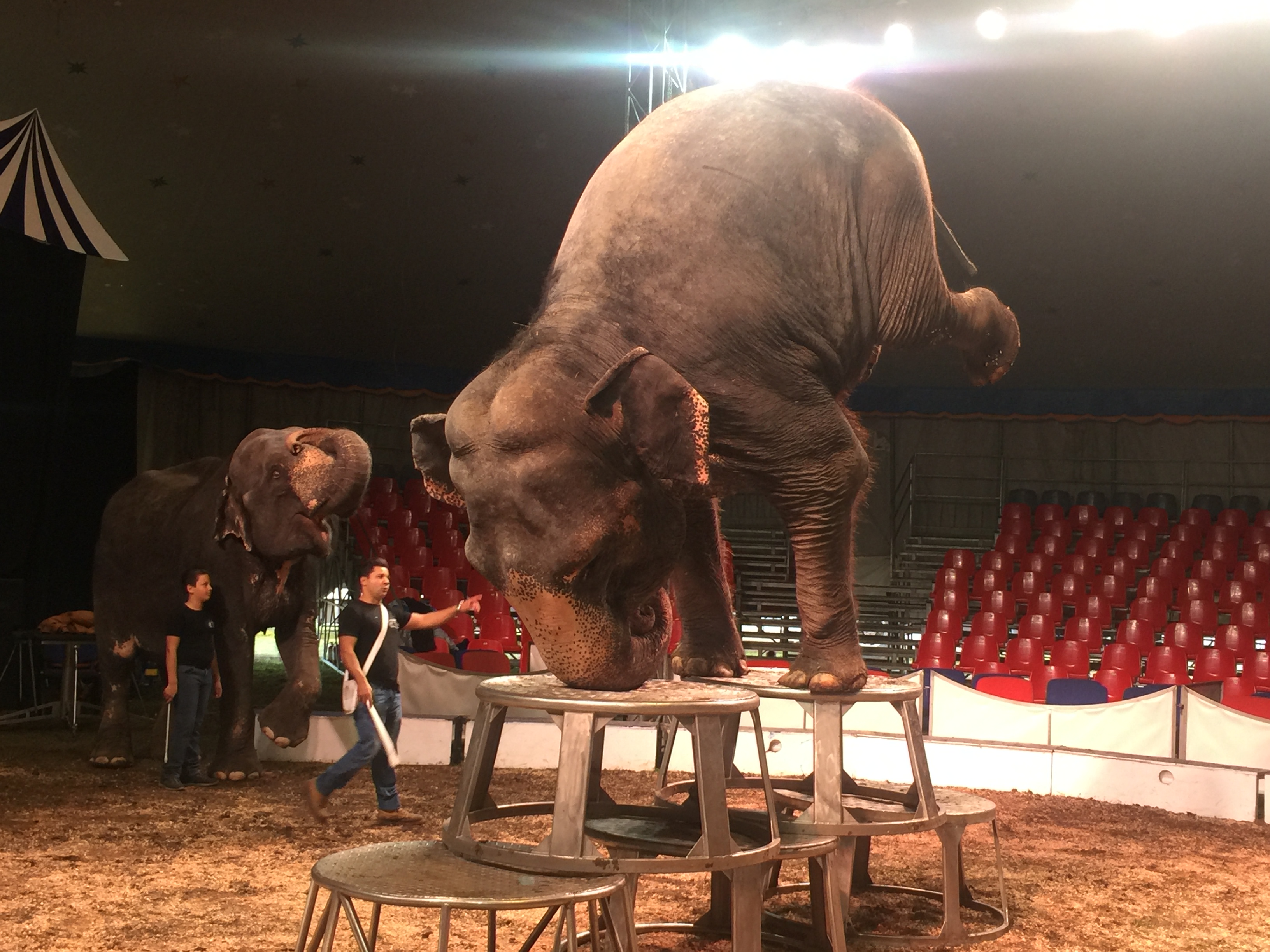 «Они мучают животных»: днепрян зовут на протест против скандального цирка. Новости Днепра
