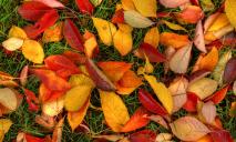 В Днепре запретили убирать опавшие листья: причины