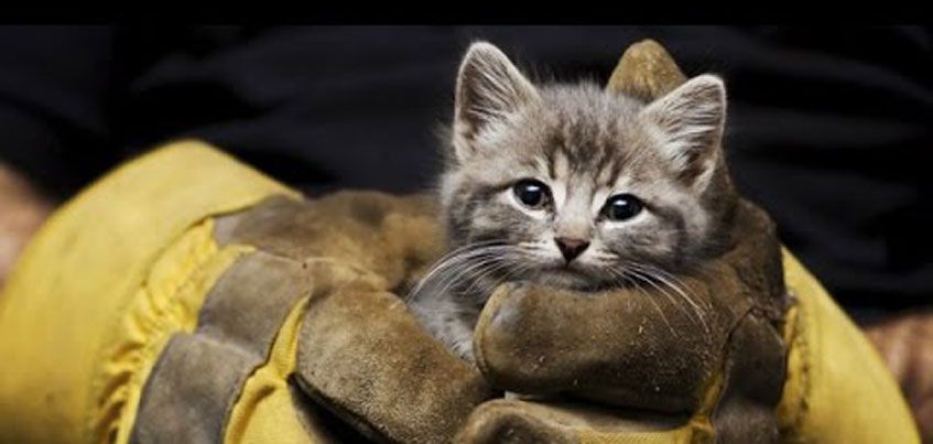 Минутка добра: спасатели Днепра сняли котенка с дерева. Новости Днепра