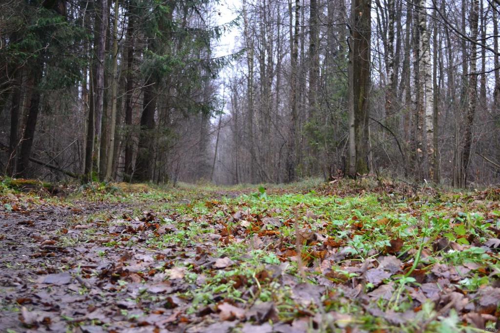 В лесу нашли тело пропавшей пенсионерки: подробности. Новости Днепра