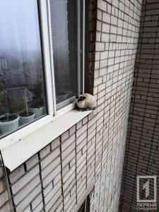 Новости Днепра про «Залез на подоконник 13-го этажа»: рискового кота снимали спасатели