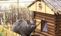 «Минутка доброты»: в Днепре появился «Кошкин дом»