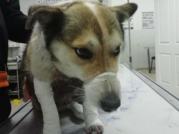 Лапы разодраны до крови: чиновник привязал пса к машине и тащил на полной скорости. Новости Днепра