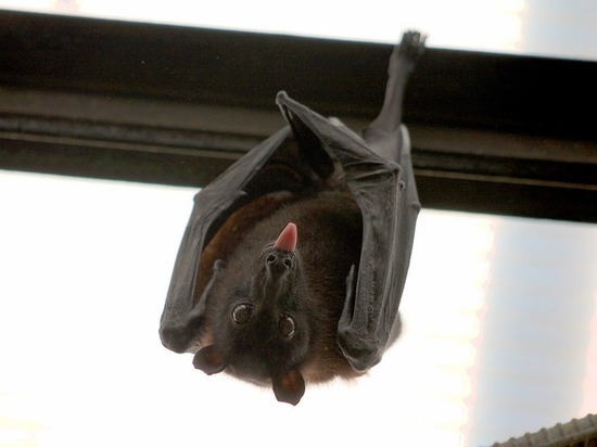 «Необычный гость»: в Днепре летучая мышь «захватила» балкон. Новости Днепра