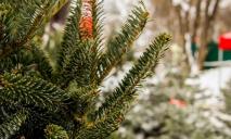 «Новогоднее чудо»: в Днепре мужчина бесплатно раздает елки горожанам