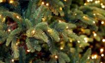 «Праздник приближается»: сколько стоят новогодние елки в Днепре
