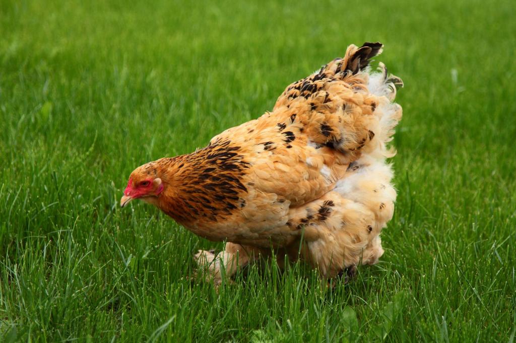 Жителя области осудили на 5 лет за убийство курицы. Новости Днепра