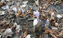 «Аномальная зима»: под Днепром расцветают цветы