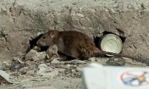 Свалка в центре Днепра привела к настоящему нашествию крыс