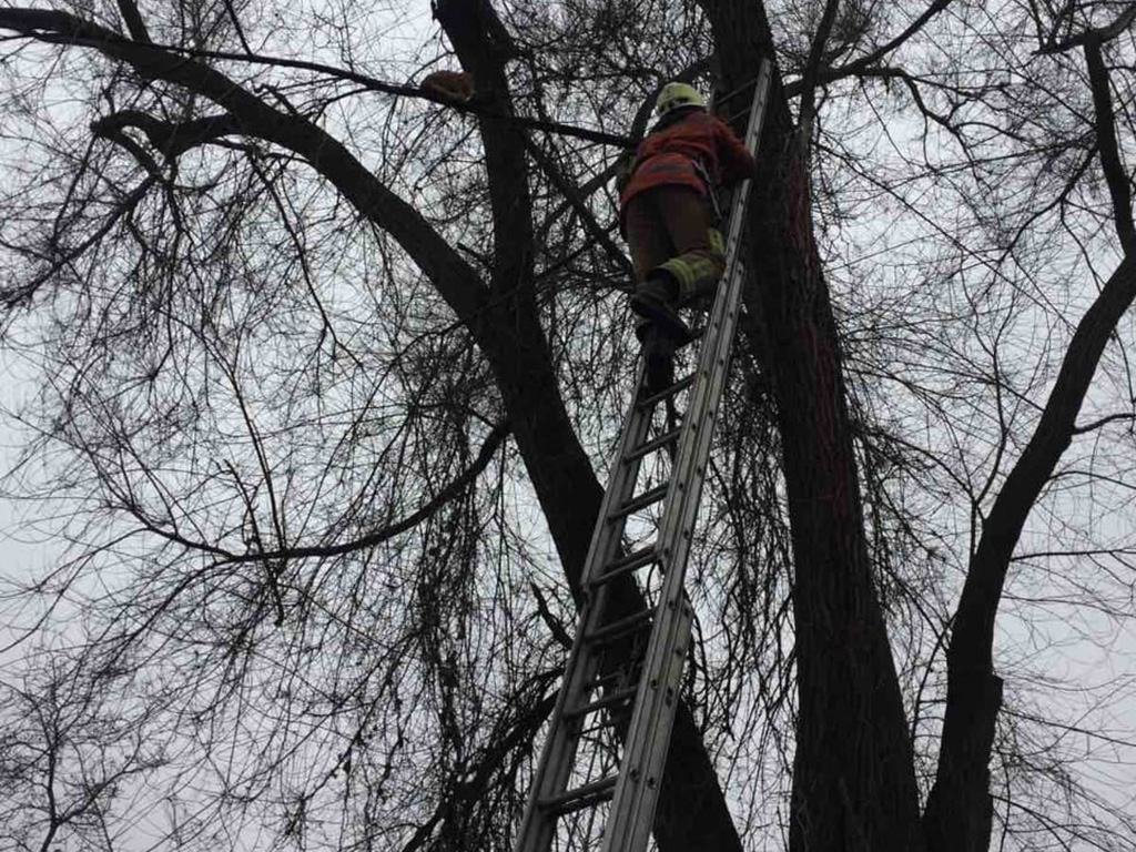 «На высоте третьего этажа»: в Днепре кота снимали с дерева спасатели. Новости Днепра