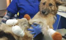 В Днепре псу отрубили 4 лапы: как помочь животному