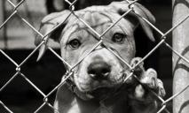 «Максимальная жестокость»: в Днепре с собаки содрали кожу и выбросили посреди улицы