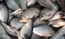 На Днепропетровщине браконьеры промышляли незаконной рыбалкой
