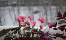 «Весенний январь»: в области начали цвести цветы