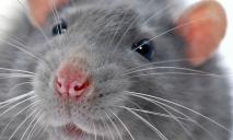 «Плюс одна фобия»: крыса через канализацию пробралась в унитаз