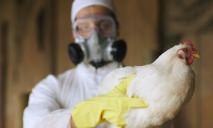 «Не только коронавирус»: в Китае зафиксирована вспышка птичьего гриппа