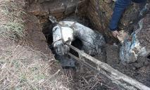 Конь провалился в яму: животное вызволяли спасатели
