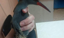 В Днепре на дороге подобрали редкую птицу: животное ослаблено