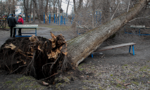В Днепре дерево упало на спортивную площадку