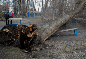 На спортплощадку обрушилось дерево. Новости Днепра