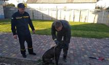 Под Днепром пес провалился в 12-метровый колодец с водой