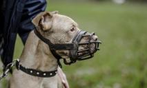 «Только в намордниках»: днепряне просят следить за владельцами собак