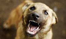 Рваная рана от рта до уха: в Днепре собака укусила ребенка за лицо