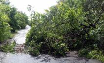 Шквальный ветер в Днепре повалил деревья на дороги и авто