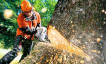 В Днепре планируют удалить около 400 деревьев