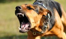 В Днепре на людей нападают агрессивные собаки