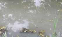 Мутная вода и погибшая рыба: в Днепре в озеро сбрасывают фекалии