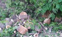 «Уничтожили около 40 деревьев»: мужчин задержали «на горячем»