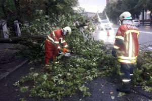 Падение деревьев и поврежденные авто: последствия непогоды в Днепре. Новости Днепра