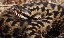 Днепрянам на заметку: как уберечься от укусов ядовитых змей