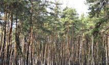 Слишком опасно: в Днепре и области запретили посещать леса