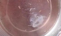 В водохранилище на Днепропетровщине заметили медуз