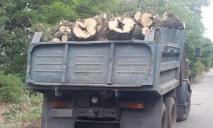 На Днепропетровщине группа мужчин вырубила целый «КАМАЗ» древесины акации