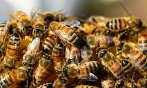 «Интересные соседи»: в Днепре в многоэтажном жилом доме поселился рой пчел