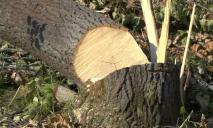 Мужчина и женщина нарубили деревьев на миллион гривен