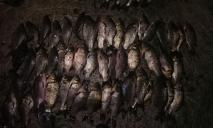 Правоохранители задержали браконьера, который вылавливал рыбу сетями