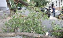 Сильный ветер в Днепре: на дорогу обрушились деревья, оборваны кабеля